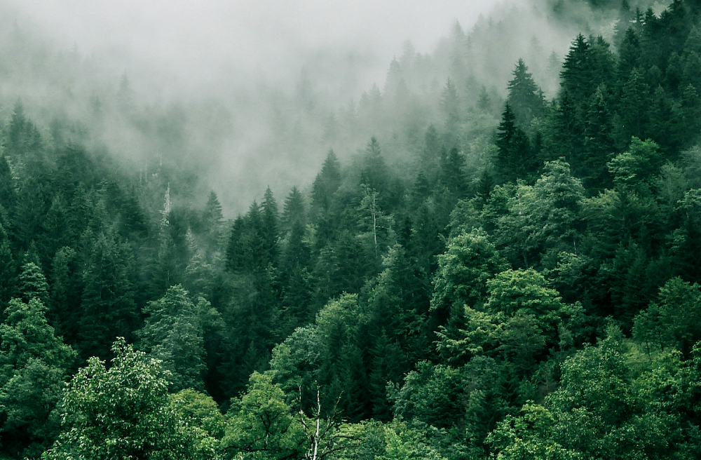 FSC® - Certified Wood: What It Means When Choosing Oak Floors, Doors, Stairs